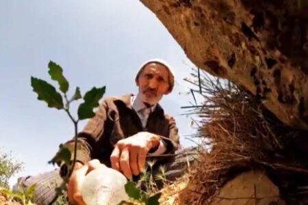 احیای یک جنگل توسط پیرمرد ۸۰ ساله ایرانی + فیلم