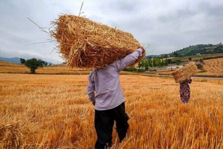 مدیر شعب بانک کشاورزی هرمزگان خبر داد: پرداخت تسهیلات به دامداران و کشاورزان