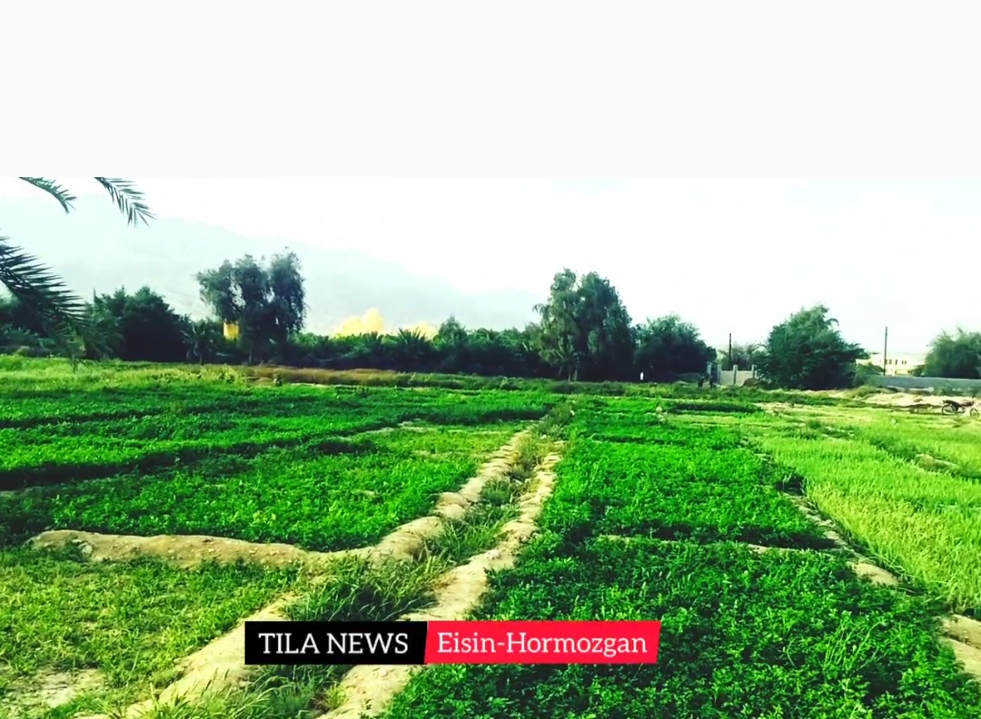 ویدئویی از یک مزرعه زیبای سبزیجات در ایسین هرمزگان