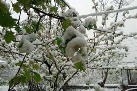 روستای ناریان با بارش برف بهاری لباس سفید به تن کرد + فیلم