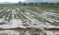 بارش تگرگ به محصولات کشاورزی بخش فارغان حاجی آباد خسارت وارد کرد