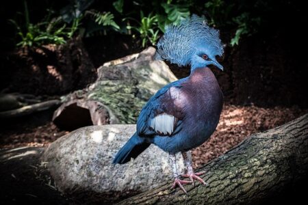 کبوتر کاکل‌به‌سر استثنایی، پرنده‌ای به زیبایی‌ طاووس/ عکس