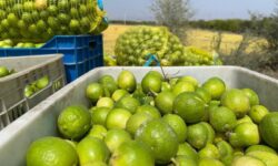 ورود سازمان مرکزی تعاون روستایی به خرید توافقی لیمو از باغداران استان های جنوبی 
