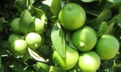 سازمان میوه و تره‌بار تهران مشتری لیموی رودان شد