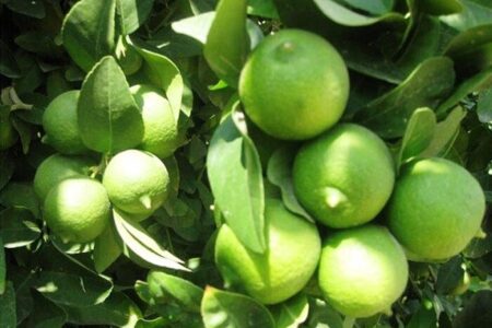 سازمان میوه و تره‌بار تهران مشتری لیموی رودان شد