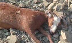 حمله پلنگ به گله گوسفندان روستای بیورچ بشاگرد هرمزگان