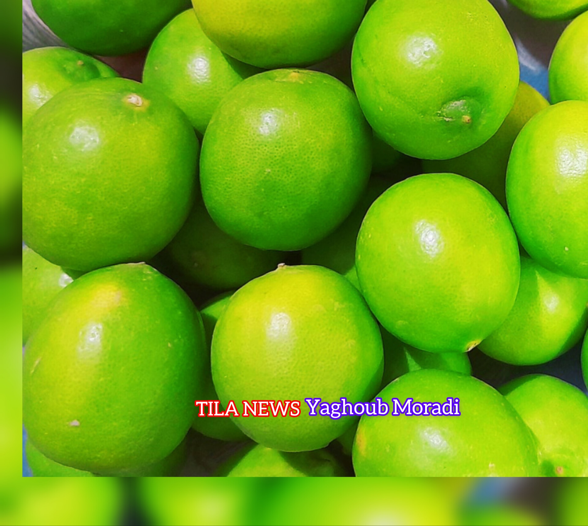عرضه مستقیم لیموی باغداران هرمزگانی در بندرعباس با قیمت ۱۲ هزار تومان