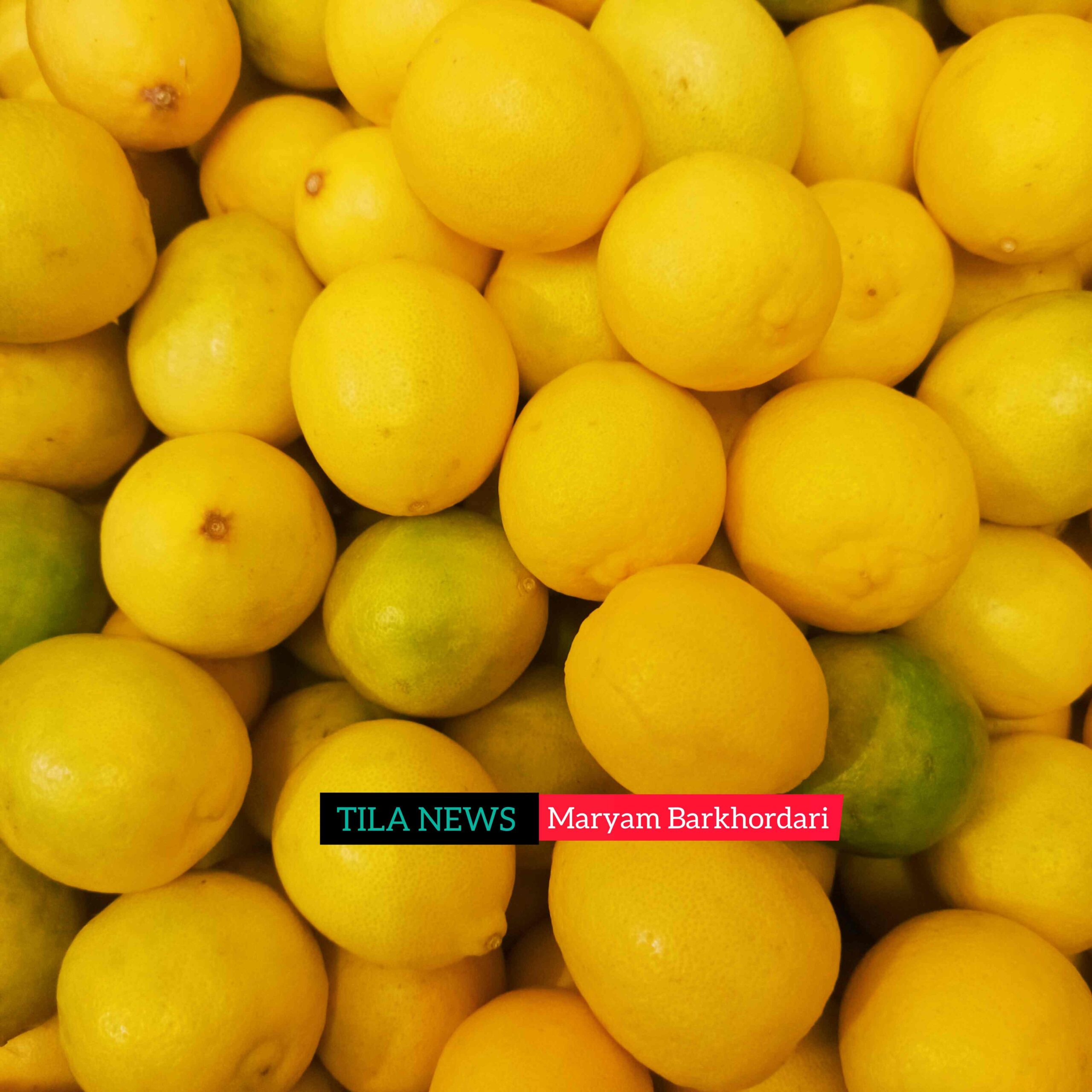 خرید لیمو ترش از باغداران هرمزگانی از مرز ۱۰ هزار تن گذشت