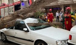 سقوط درخت و واژگونی خودرو در بندرعباس