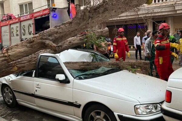 سقوط درخت و واژگونی خودرو در بندرعباس