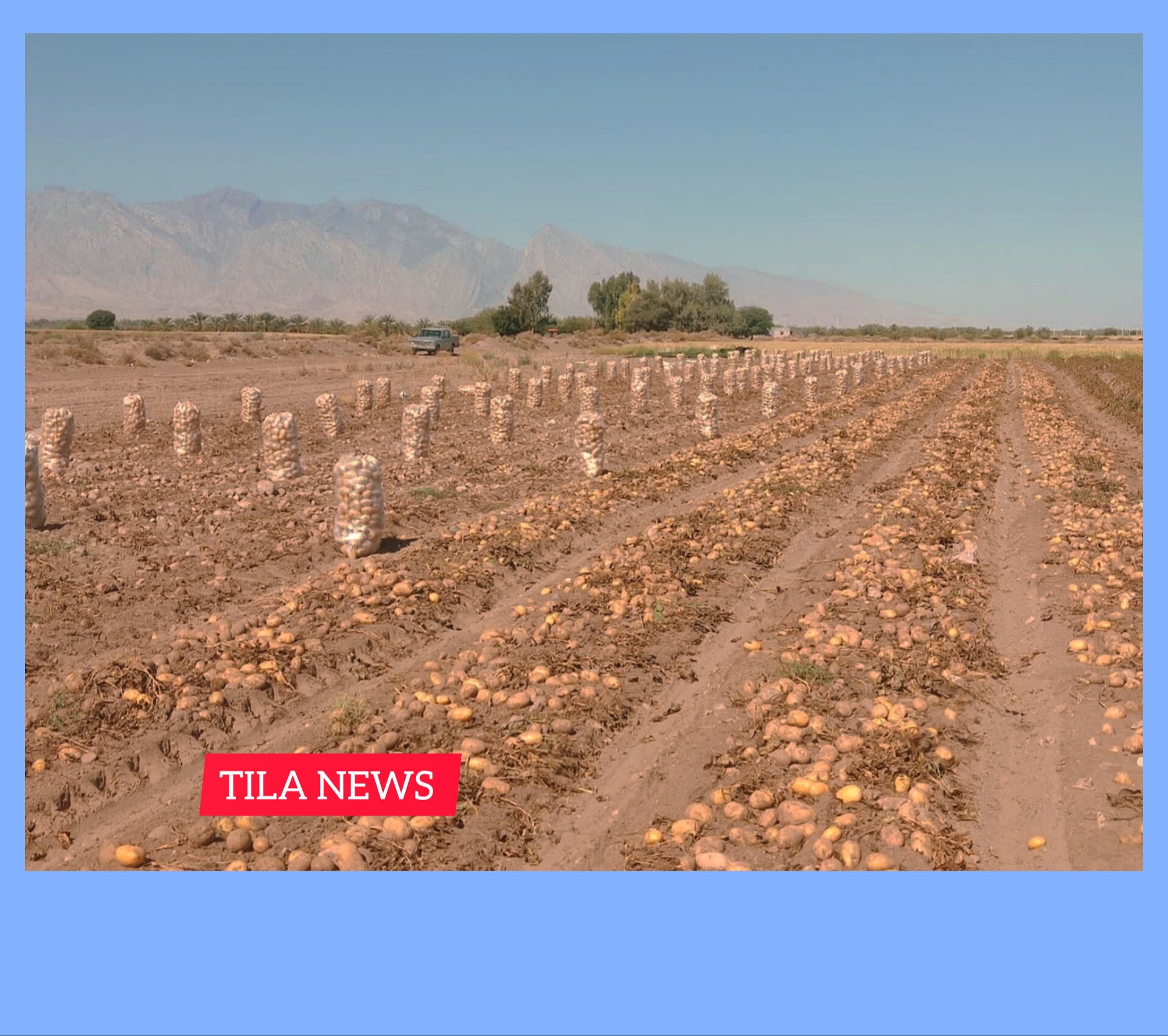 برداشت محصول سیب‌زمینی از مزارع حاجی‌آباد ادامه دارد